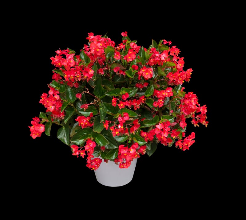 Begonias