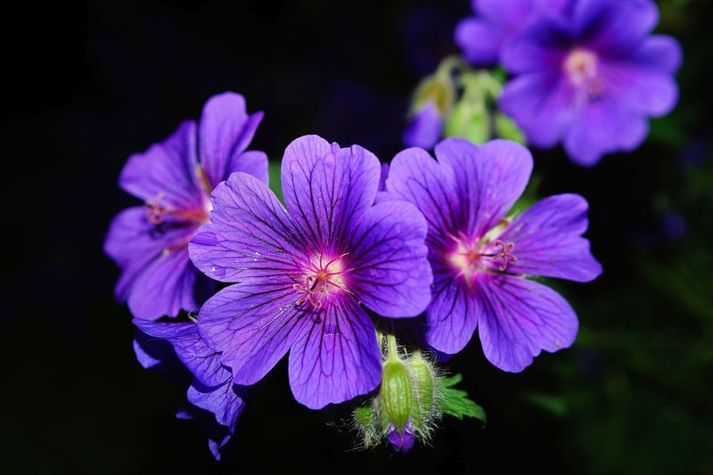 Geraniums