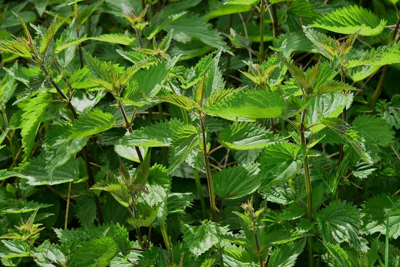 Herb Garden Starter Kit