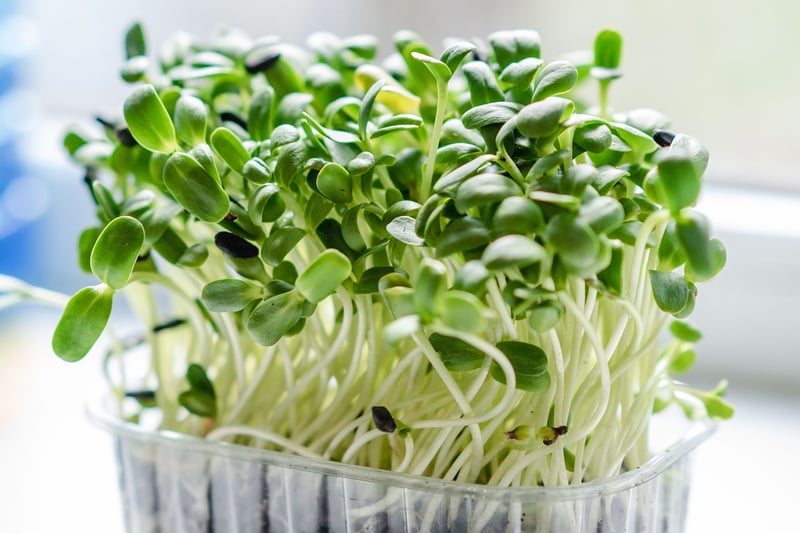 Microgreens Growing Kit