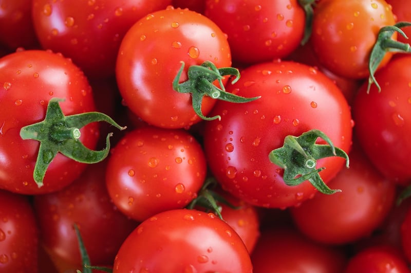 Tomato Trellis