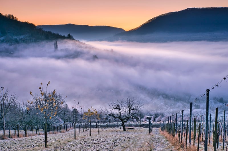 Vineyard Trellis